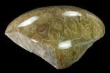 Polished Fossil Coral (Actinocyathus) Head - Morocco #157530-2